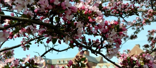 Blooming pink flowers in «Ӱҵ campus
